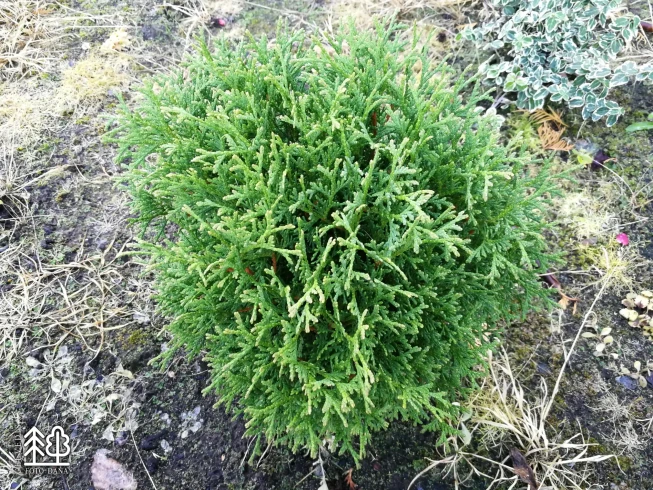 Thuja occidentalis   'Tiny Tim'
